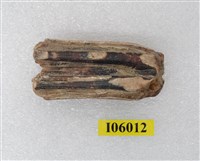 藏品(犀牛齒)的圖片